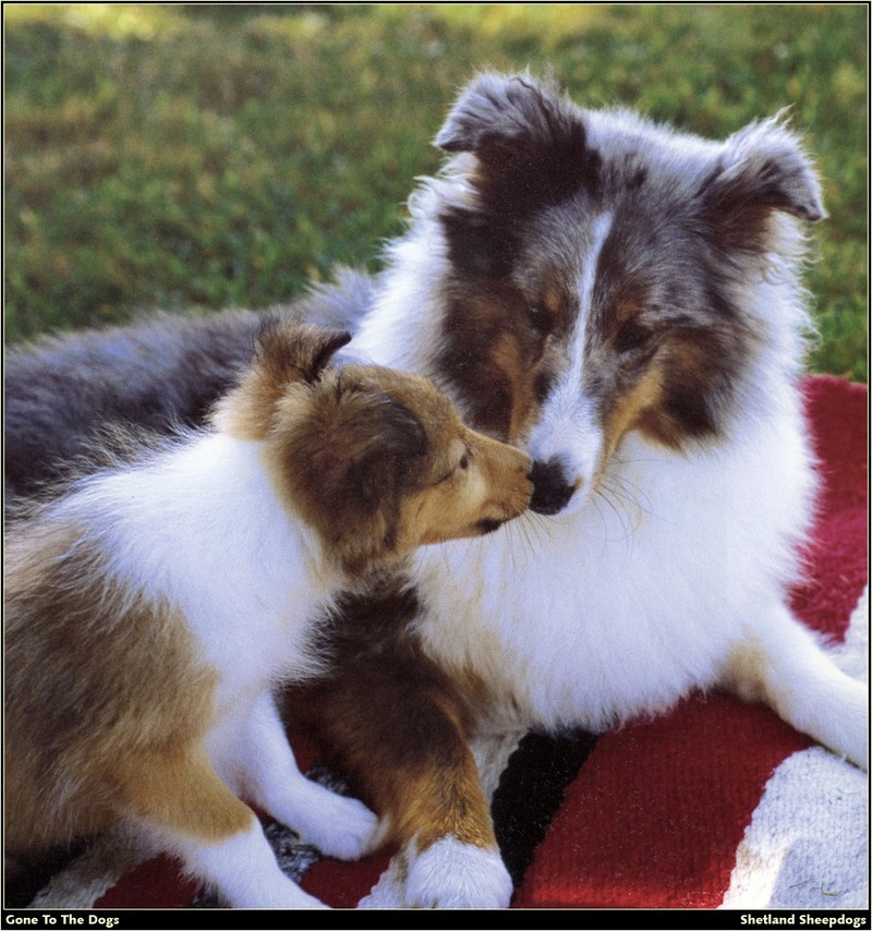 [RattlerScans - Gone to the Dogs] Shetland Sheepdog; DISPLAY FULL IMAGE.