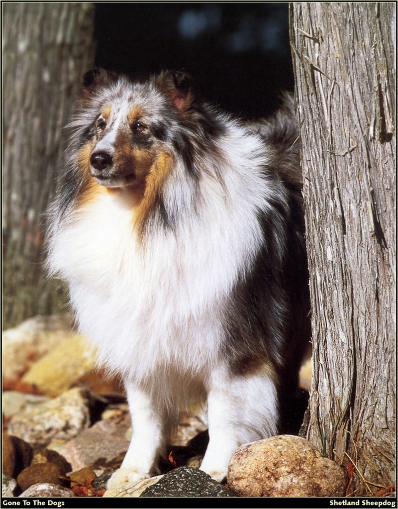 [RattlerScans - Gone to the Dogs] Shetland Sheepdog; DISPLAY FULL IMAGE.