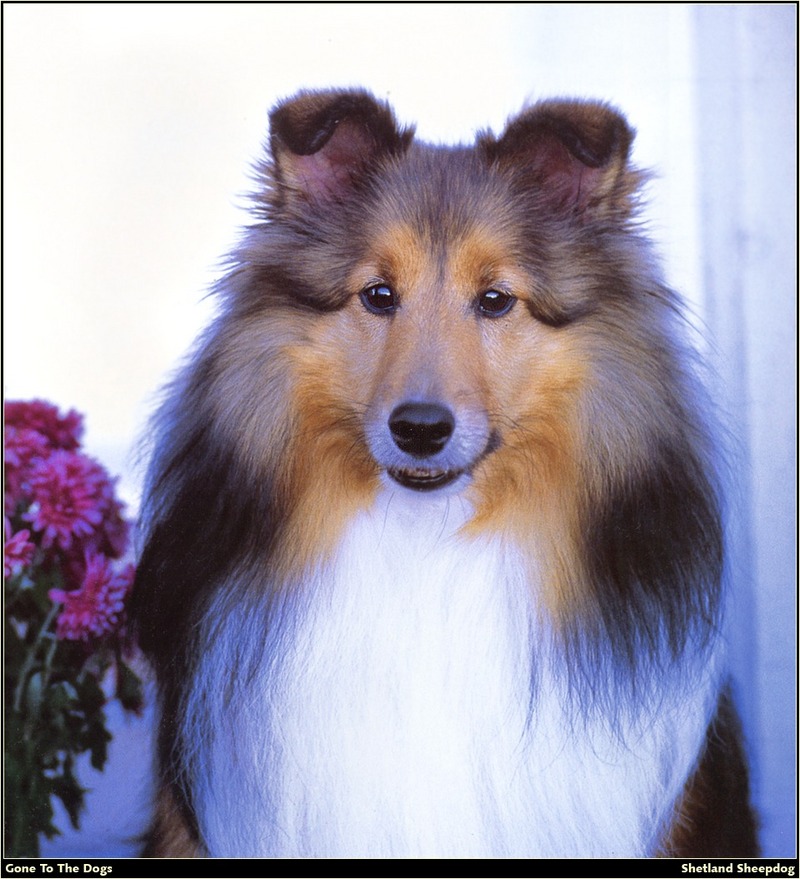 [RattlerScans - Gone to the Dogs] Shetland Sheepdog; DISPLAY FULL IMAGE.