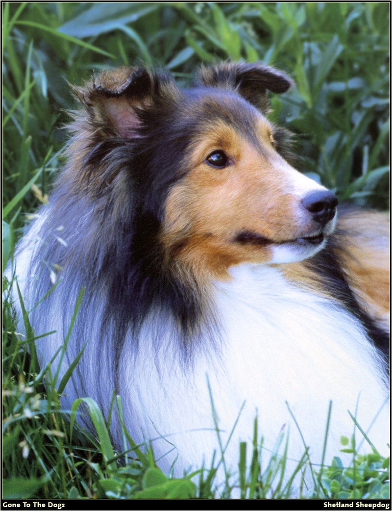 [RattlerScans - Gone to the Dogs] Shetland Sheepdog; DISPLAY FULL IMAGE.