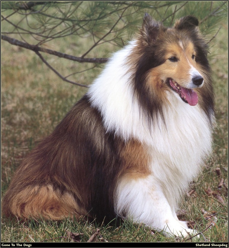 [RattlerScans - Gone to the Dogs] Shetland Sheepdog; DISPLAY FULL IMAGE.