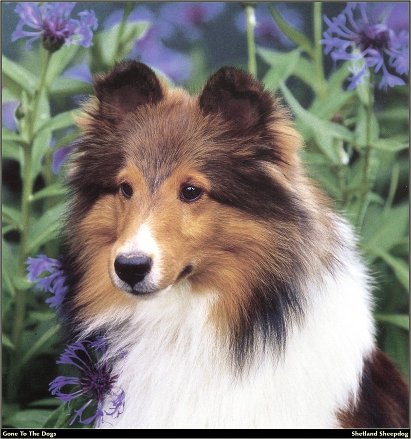 [RattlerScans - Gone to the Dogs] Shetland Sheepdog; DISPLAY FULL IMAGE.