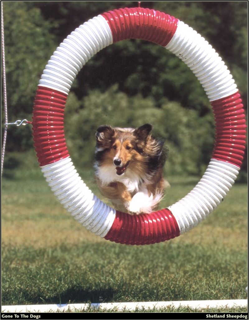 [RattlerScans - Gone to the Dogs] Shetland Sheepdog; DISPLAY FULL IMAGE.