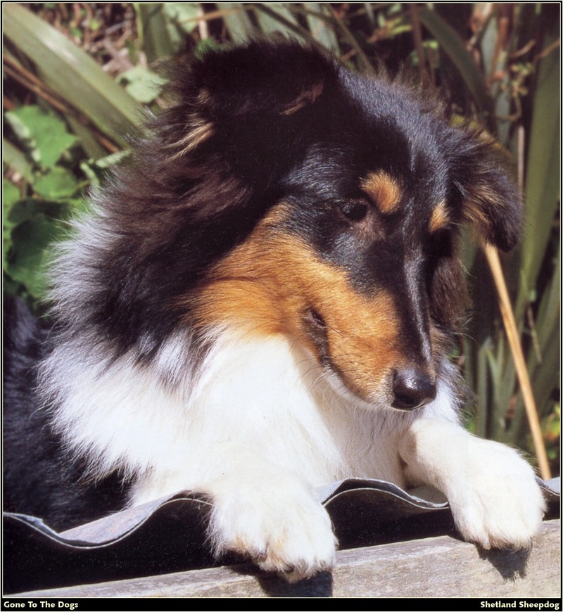 [RattlerScans - Gone to the Dogs] Shetland Sheepdog; DISPLAY FULL IMAGE.