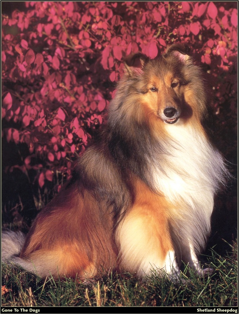 [RattlerScans - Gone to the Dogs] Shetland Sheepdog; DISPLAY FULL IMAGE.