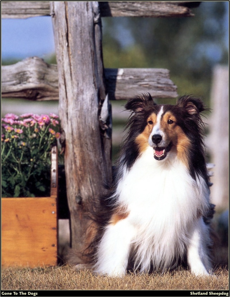 [RattlerScans - Gone to the Dogs] Shetland Sheepdog; DISPLAY FULL IMAGE.