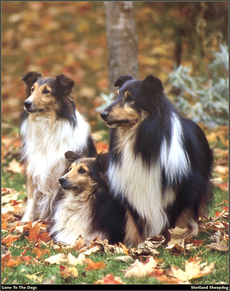 [RattlerScans - Gone to the Dogs] Shetland Sheepdog; DISPLAY FULL IMAGE.