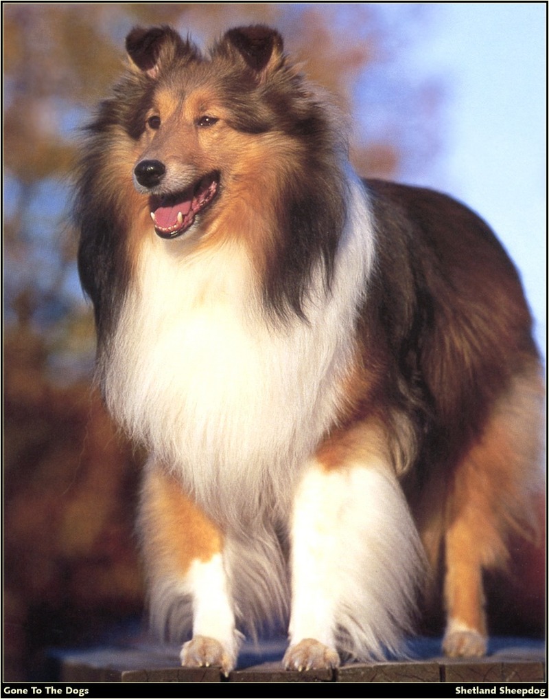 [RattlerScans - Gone to the Dogs] Shetland Sheepdog; DISPLAY FULL IMAGE.