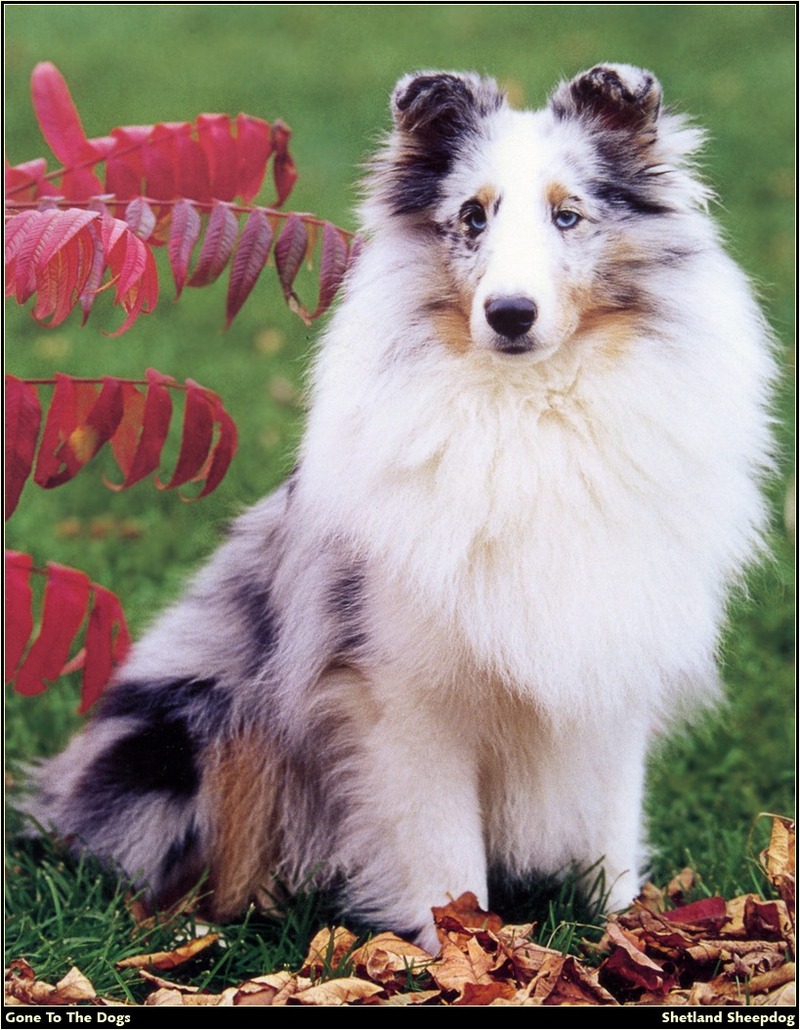 [RattlerScans - Gone to the Dogs] Shetland Sheepdog; DISPLAY FULL IMAGE.