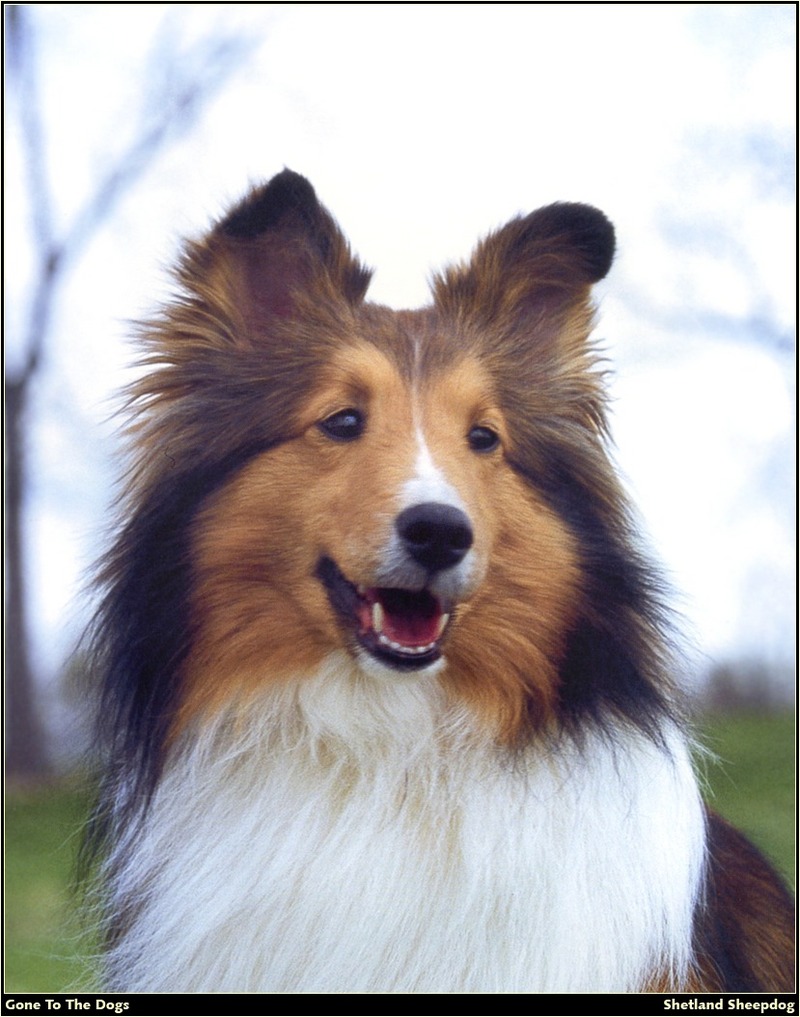 [RattlerScans - Gone to the Dogs] Shetland Sheepdog; DISPLAY FULL IMAGE.