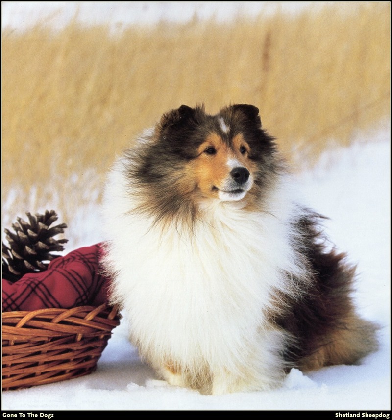 [RattlerScans - Gone to the Dogs] Shetland Sheepdog; DISPLAY FULL IMAGE.