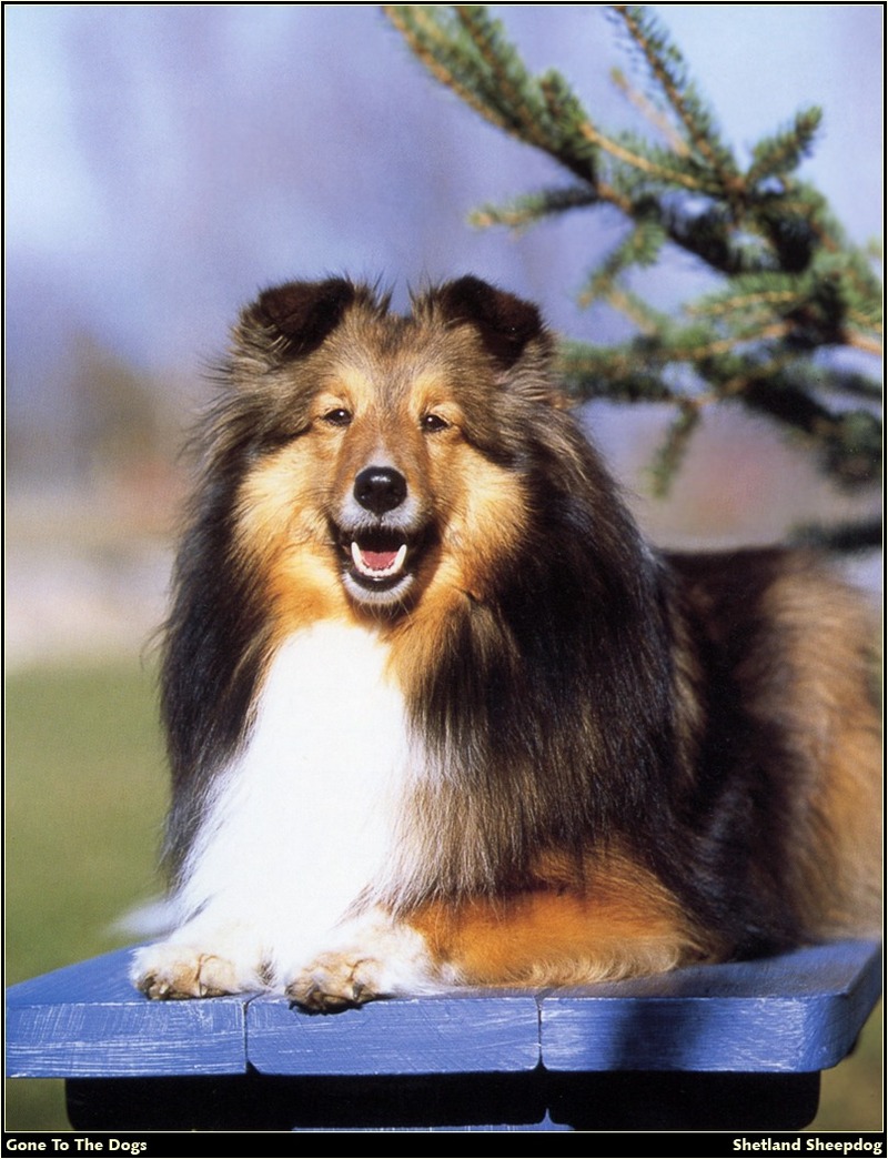 [RattlerScans - Gone to the Dogs] Shetland Sheepdog; DISPLAY FULL IMAGE.