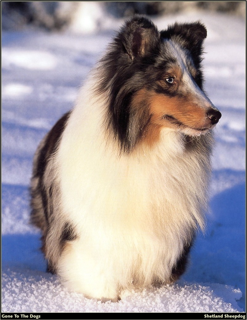 [RattlerScans - Gone to the Dogs] Shetland Sheepdog; DISPLAY FULL IMAGE.