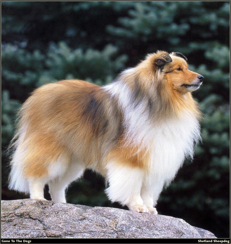 [RattlerScans - Gone to the Dogs] Shetland Sheepdog; DISPLAY FULL IMAGE.