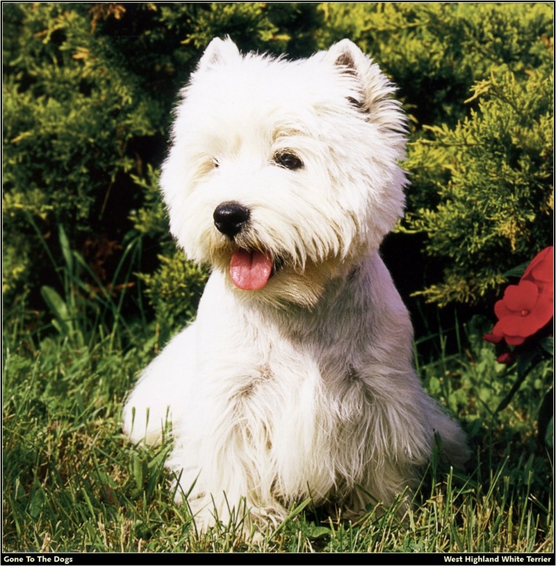 [RattlerScans - Gone to the Dogs] West Highland White Terrier; DISPLAY FULL IMAGE.