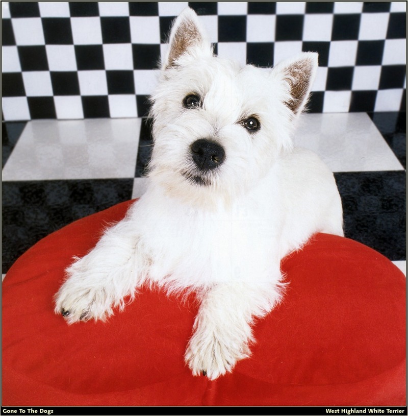 [RattlerScans - Gone to the Dogs] West Highland White Terrier; DISPLAY FULL IMAGE.