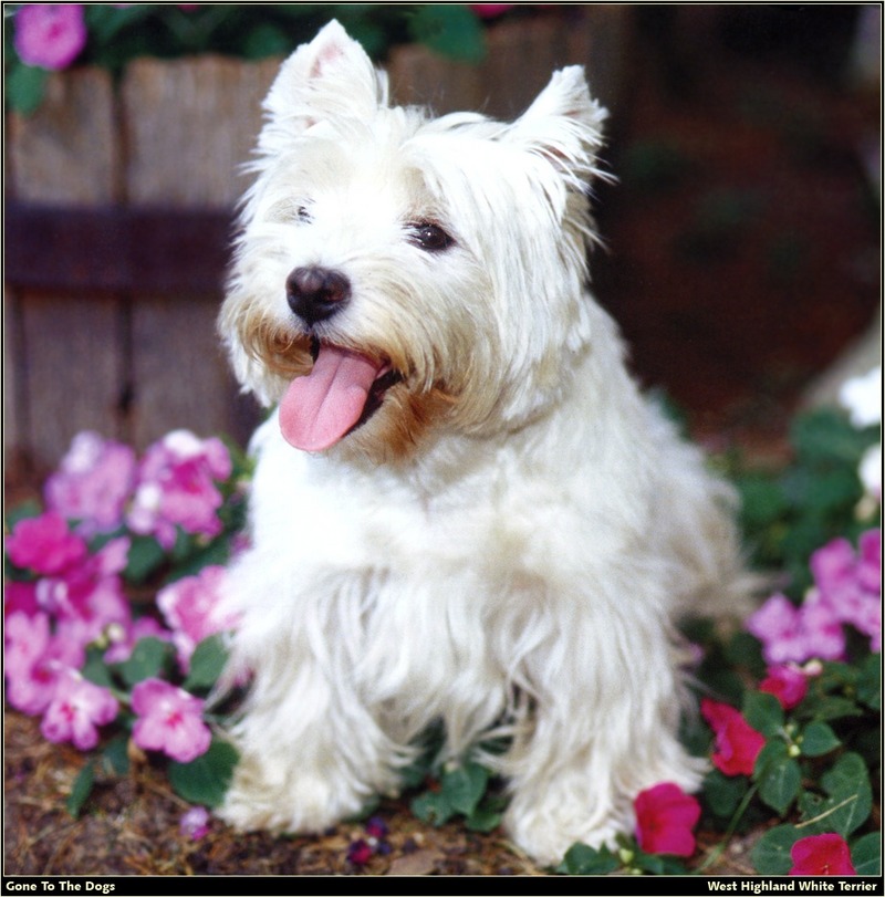 [RattlerScans - Gone to the Dogs] West Highland White Terrier; DISPLAY FULL IMAGE.