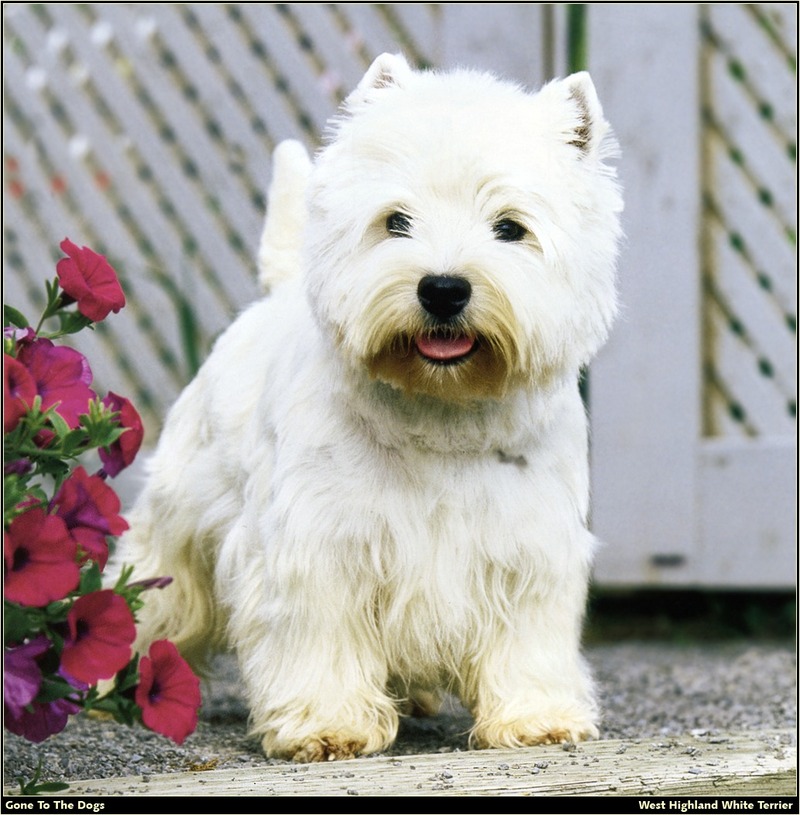 [RattlerScans - Gone to the Dogs] West Highland White Terrier; DISPLAY FULL IMAGE.