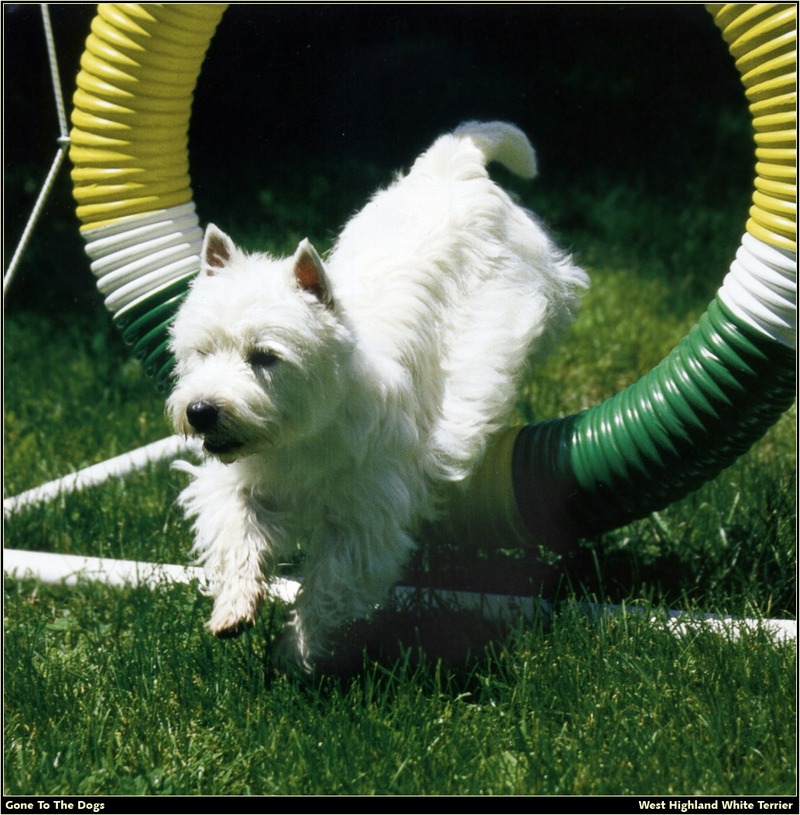 [RattlerScans - Gone to the Dogs] West Highland White Terrier; DISPLAY FULL IMAGE.