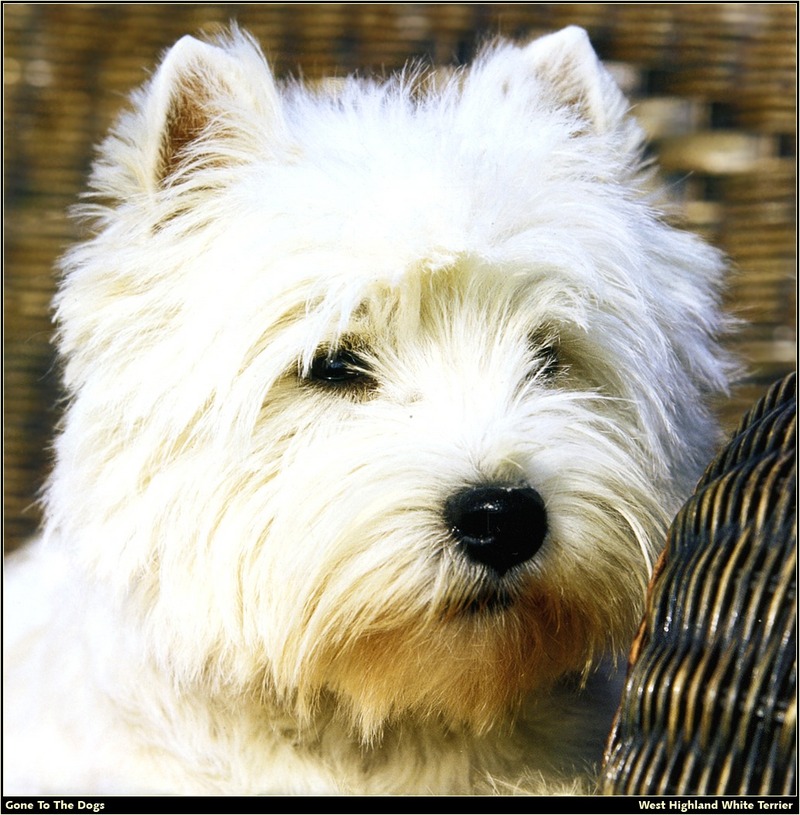 [RattlerScans - Gone to the Dogs] West Highland White Terrier; DISPLAY FULL IMAGE.