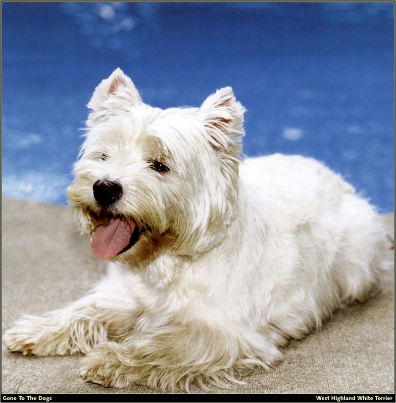 [RattlerScans - Gone to the Dogs] West Highland White Terrier; DISPLAY FULL IMAGE.