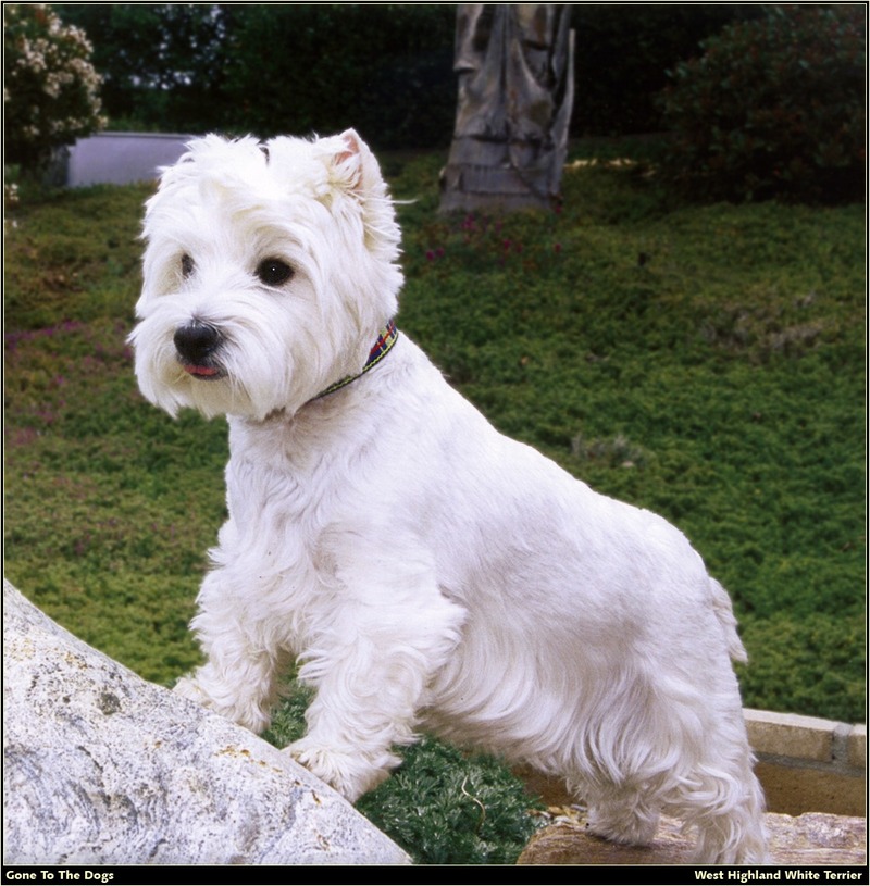 [RattlerScans - Gone to the Dogs] West Highland White Terrier; DISPLAY FULL IMAGE.