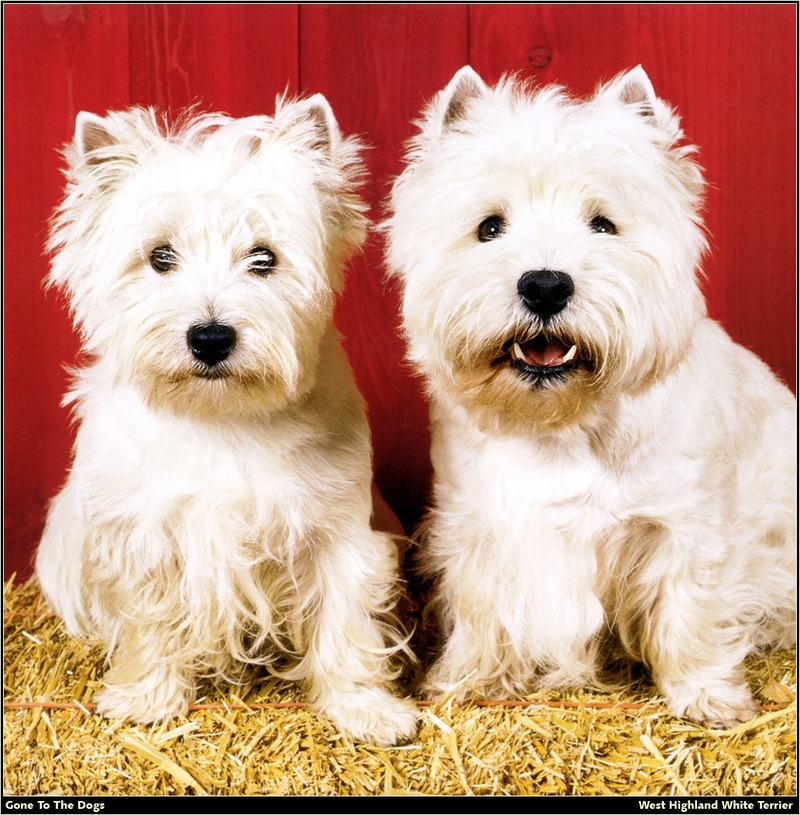 [RattlerScans - Gone to the Dogs] West Highland White Terrier; DISPLAY FULL IMAGE.