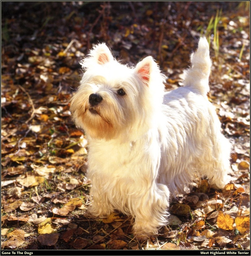 [RattlerScans - Gone to the Dogs] West Highland White Terrier; DISPLAY FULL IMAGE.