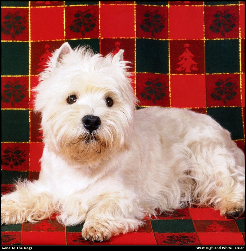 [RattlerScans - Gone to the Dogs] West Highland White Terrier; DISPLAY FULL IMAGE.