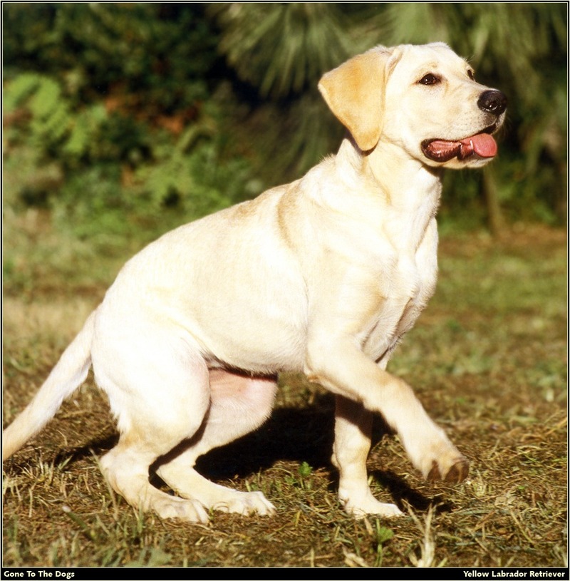 [RattlerScans - Gone to the Dogs] Yellow Labrador Retriever; DISPLAY FULL IMAGE.