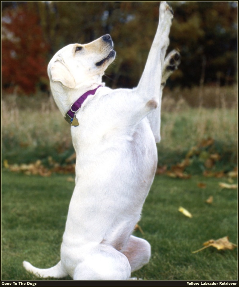 [RattlerScans - Gone to the Dogs] Yellow Labrador Retriever; DISPLAY FULL IMAGE.