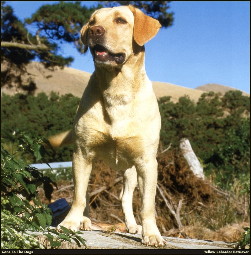 [RattlerScans - Gone to the Dogs] Yellow Labrador Retriever; DISPLAY FULL IMAGE.