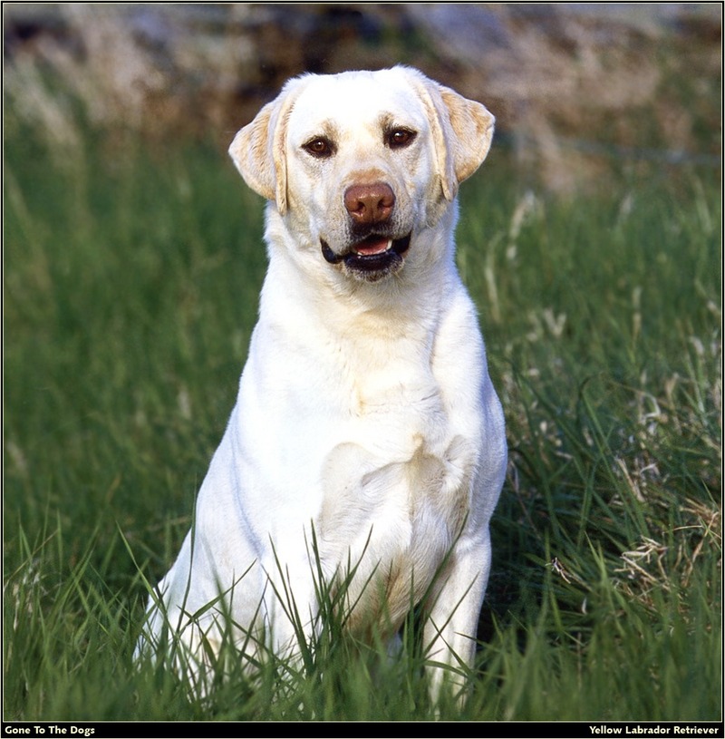 [RattlerScans - Gone to the Dogs] Yellow Labrador Retriever; DISPLAY FULL IMAGE.