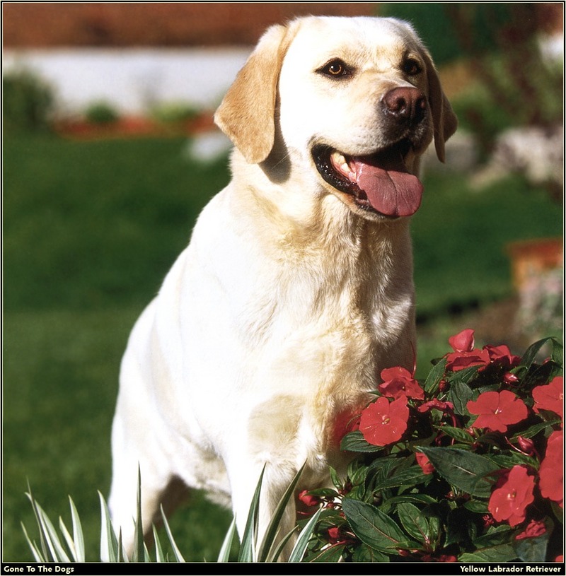 [RattlerScans - Gone to the Dogs] Yellow Labrador Retriever; DISPLAY FULL IMAGE.