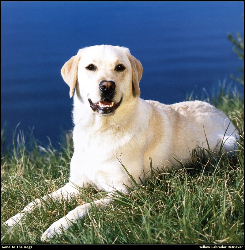 [RattlerScans - Gone to the Dogs] Yellow Labrador Retriever; DISPLAY FULL IMAGE.