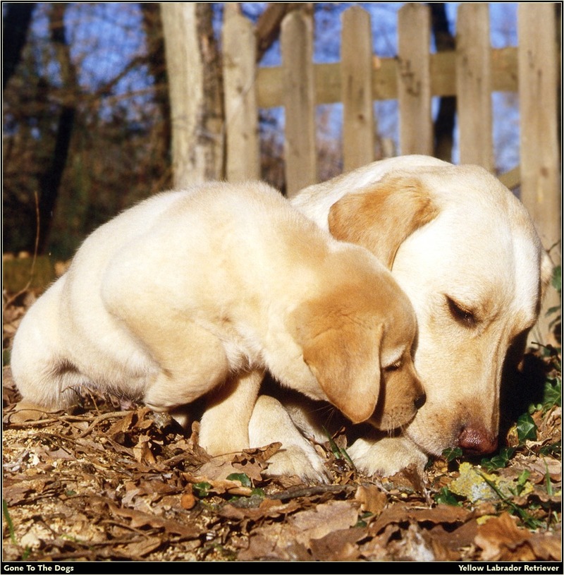 [RattlerScans - Gone to the Dogs] Yellow Labrador Retriever; DISPLAY FULL IMAGE.