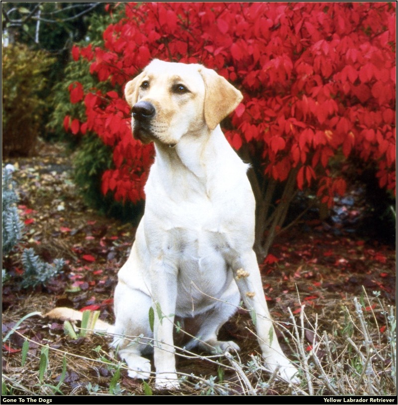 [RattlerScans - Gone to the Dogs] Yellow Labrador Retriever; DISPLAY FULL IMAGE.