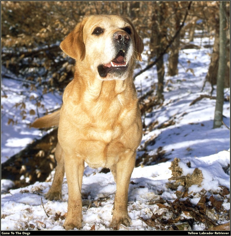 [RattlerScans - Gone to the Dogs] Yellow Labrador Retriever; DISPLAY FULL IMAGE.