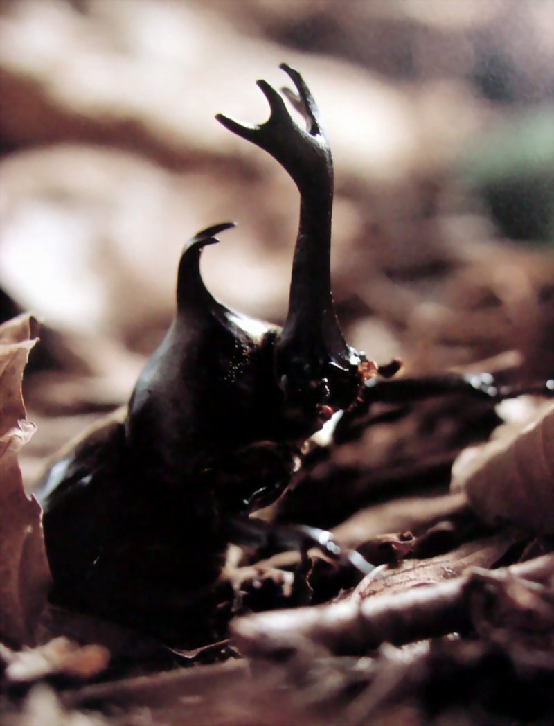 장수풍뎅이 수컷 Allomyrina dichotoma (Korean Horned Beetle); DISPLAY FULL IMAGE.