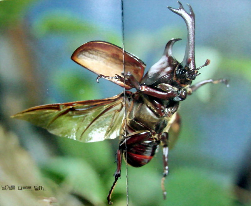 장수풍뎅이 수컷 Allomyrina dichotoma (Korean Horned Beetle); DISPLAY FULL IMAGE.