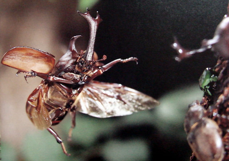 장수풍뎅이 수컷 Allomyrina dichotoma (Korean Horned Beetle); DISPLAY FULL IMAGE.