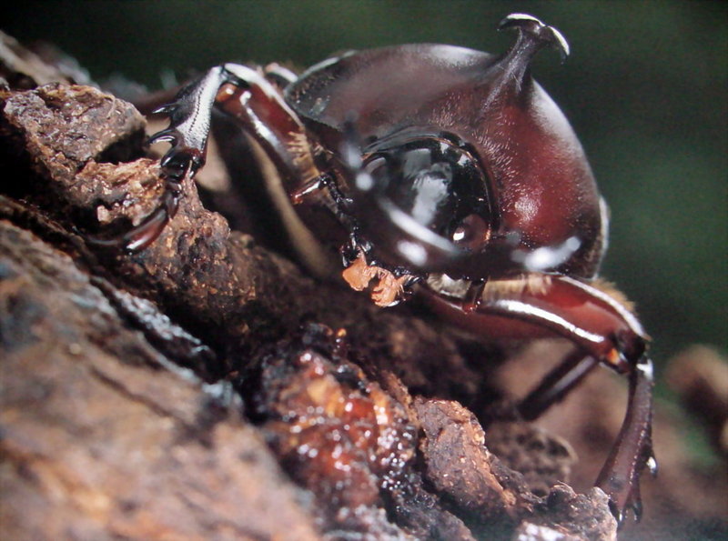 장수풍뎅이 수컷 Allomyrina dichotoma (Korean Horned Beetle); DISPLAY FULL IMAGE.