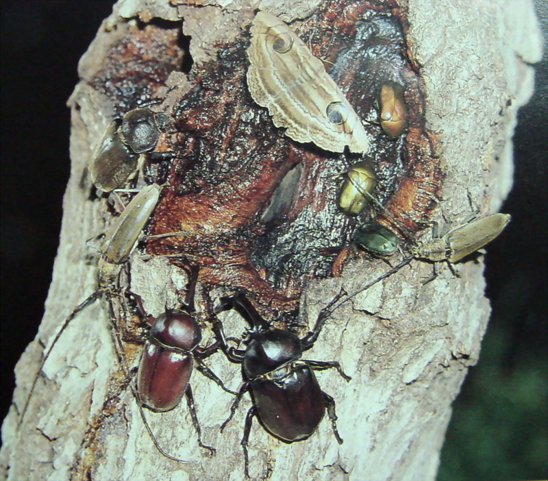 장수풍뎅이 Allomyrina dichotoma (Korean Horned Beetle); DISPLAY FULL IMAGE.