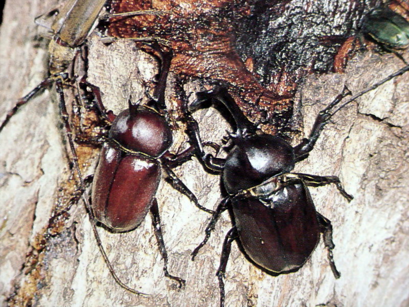 장수풍뎅이 Allomyrina dichotoma (Korean Horned Beetle); DISPLAY FULL IMAGE.