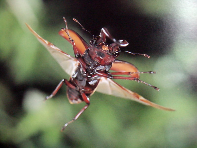 사슴벌레 (Stag Beetle); DISPLAY FULL IMAGE.