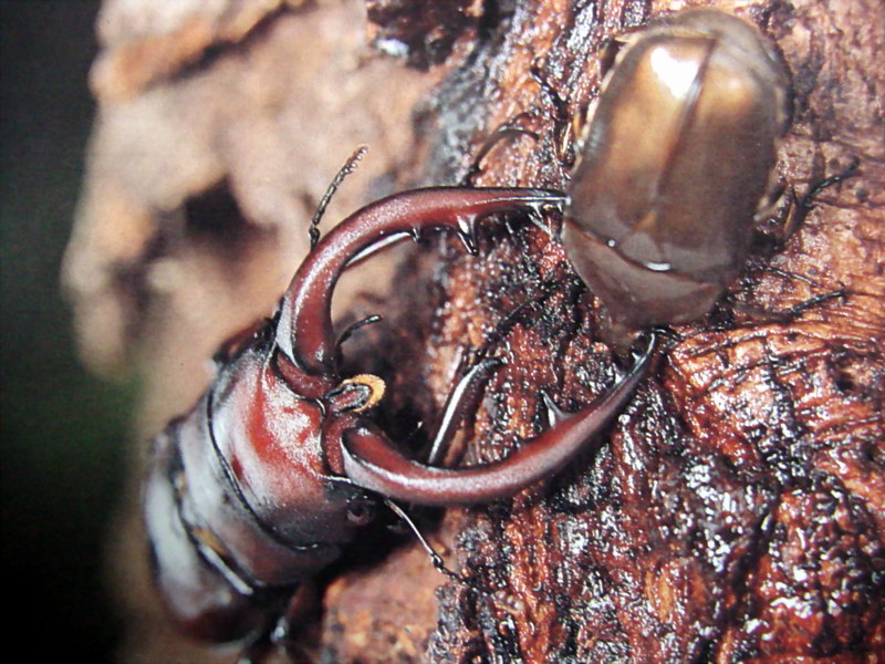 사슴벌레 (Stag Beetle); DISPLAY FULL IMAGE.