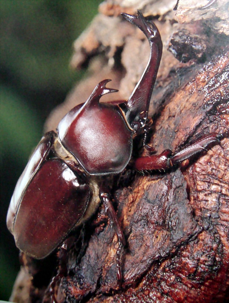 장수풍뎅이 수컷 Allomyrina dichotoma (Korean Horned Beetle); DISPLAY FULL IMAGE.