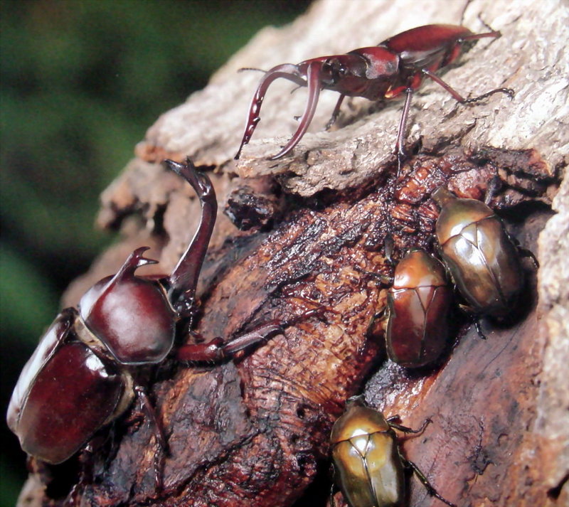 장수풍뎅이 수컷 Allomyrina dichotoma (Korean Horned Beetle); DISPLAY FULL IMAGE.