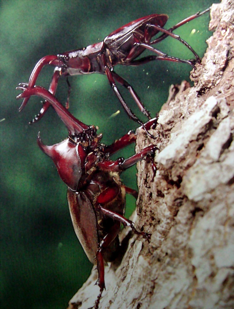 장수풍뎅이 수컷 Allomyrina dichotoma (Korean Horned Beetle); DISPLAY FULL IMAGE.