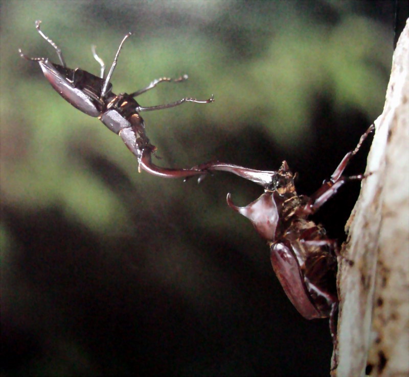 장수풍뎅이 수컷 Allomyrina dichotoma (Korean Horned Beetle); DISPLAY FULL IMAGE.